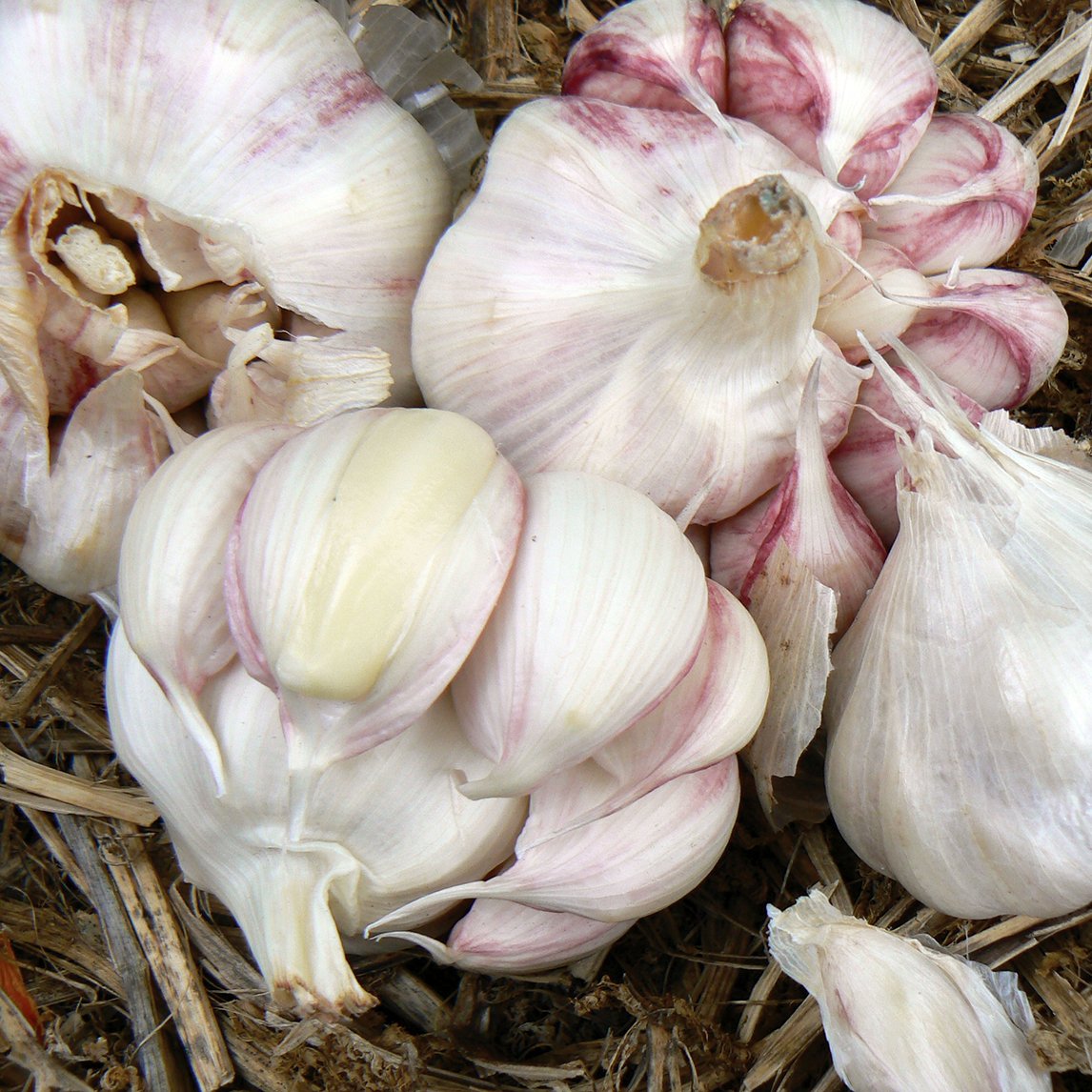 Garlic 'Mammoth Purple' (2 Heads) Organic