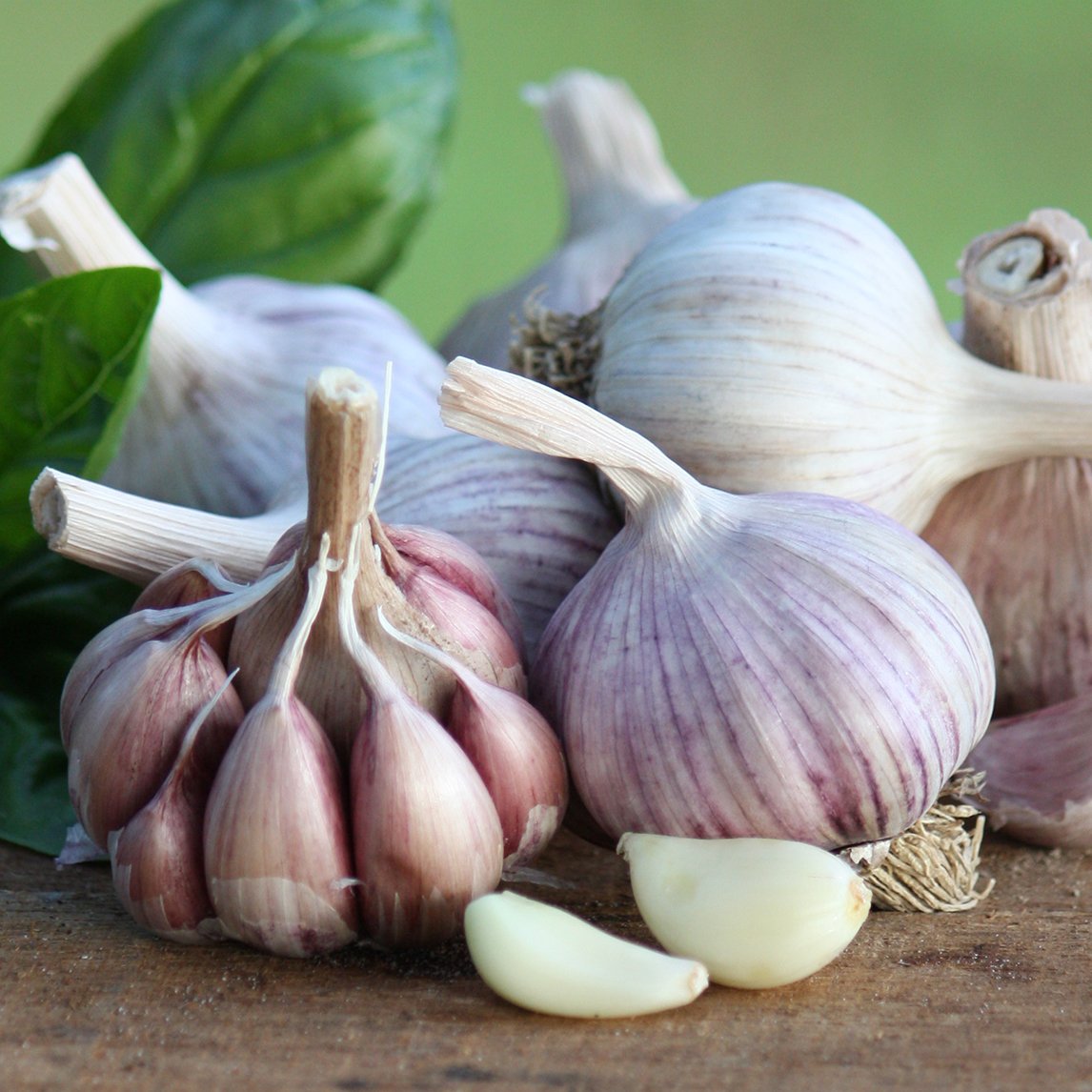 Garlic 'Monaro Purple' (2 Heads)