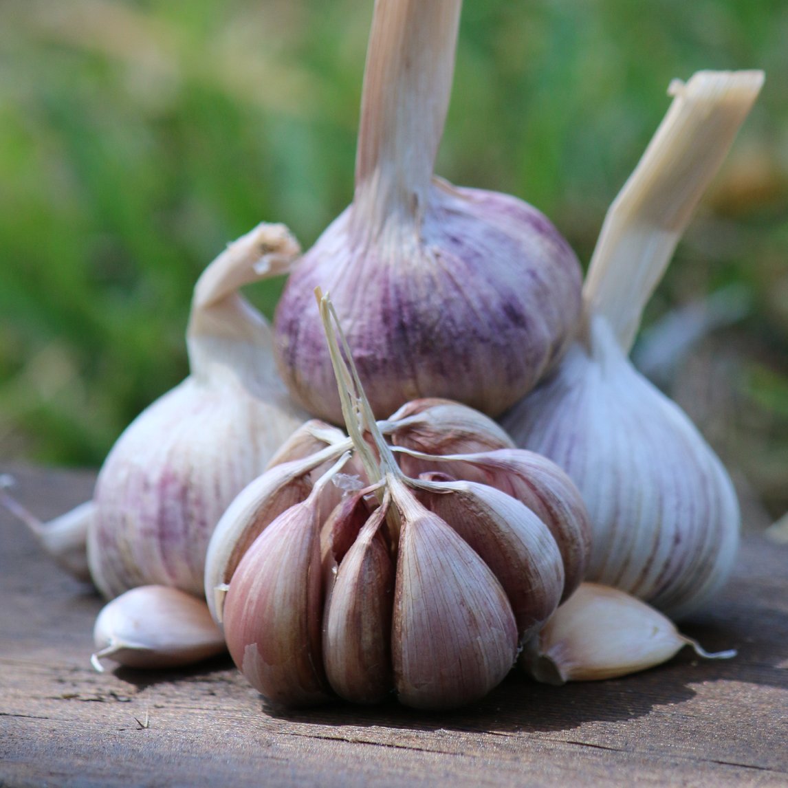 GARLIC 'TASMANIAN PURPLE' (2 heads)