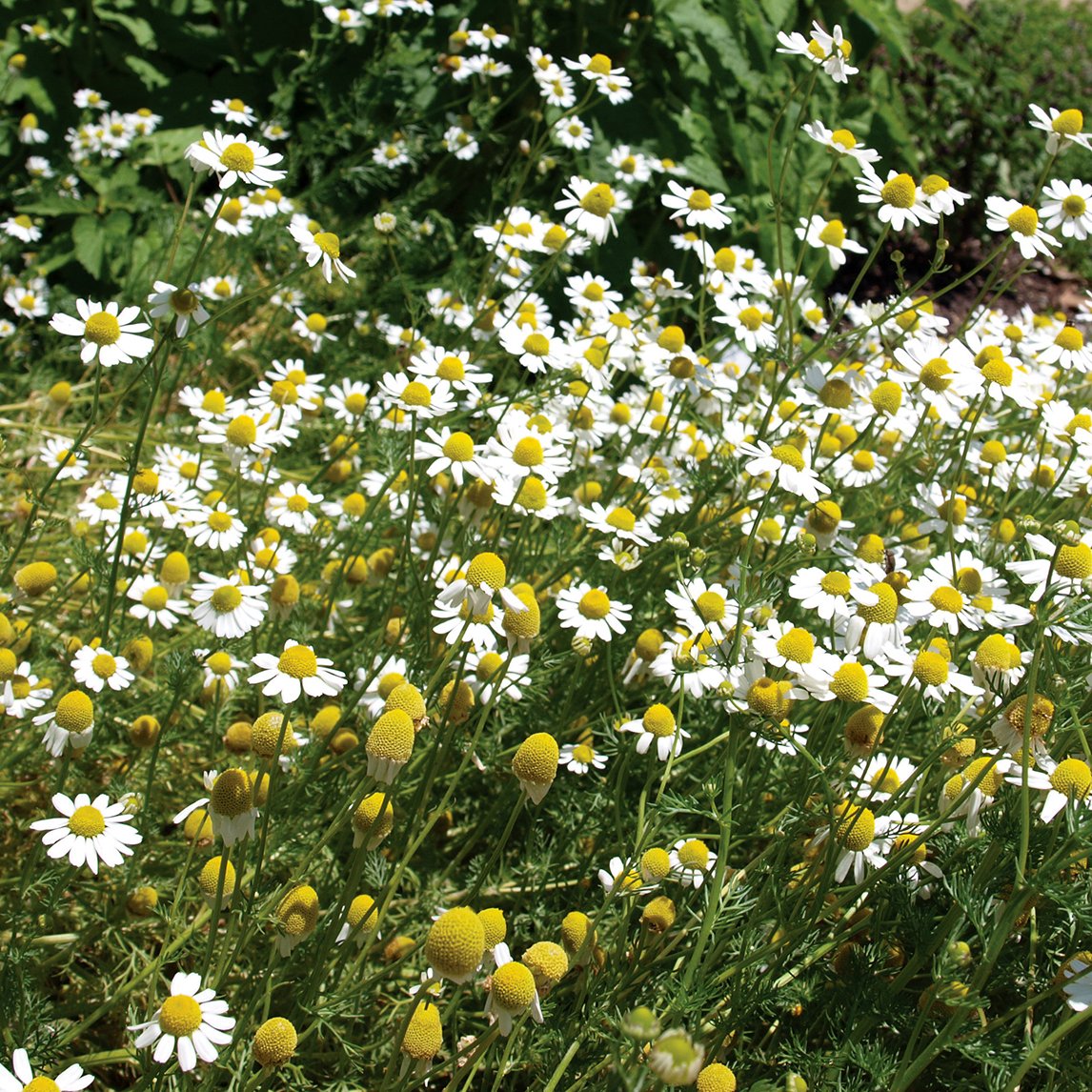 German Chamomile