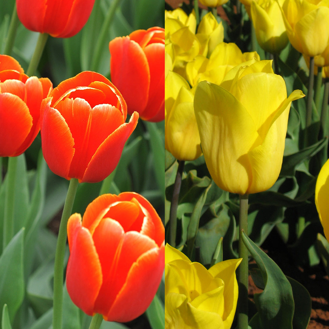 Golden Sunset Triumph Tulip Collection (20 Bulbs)