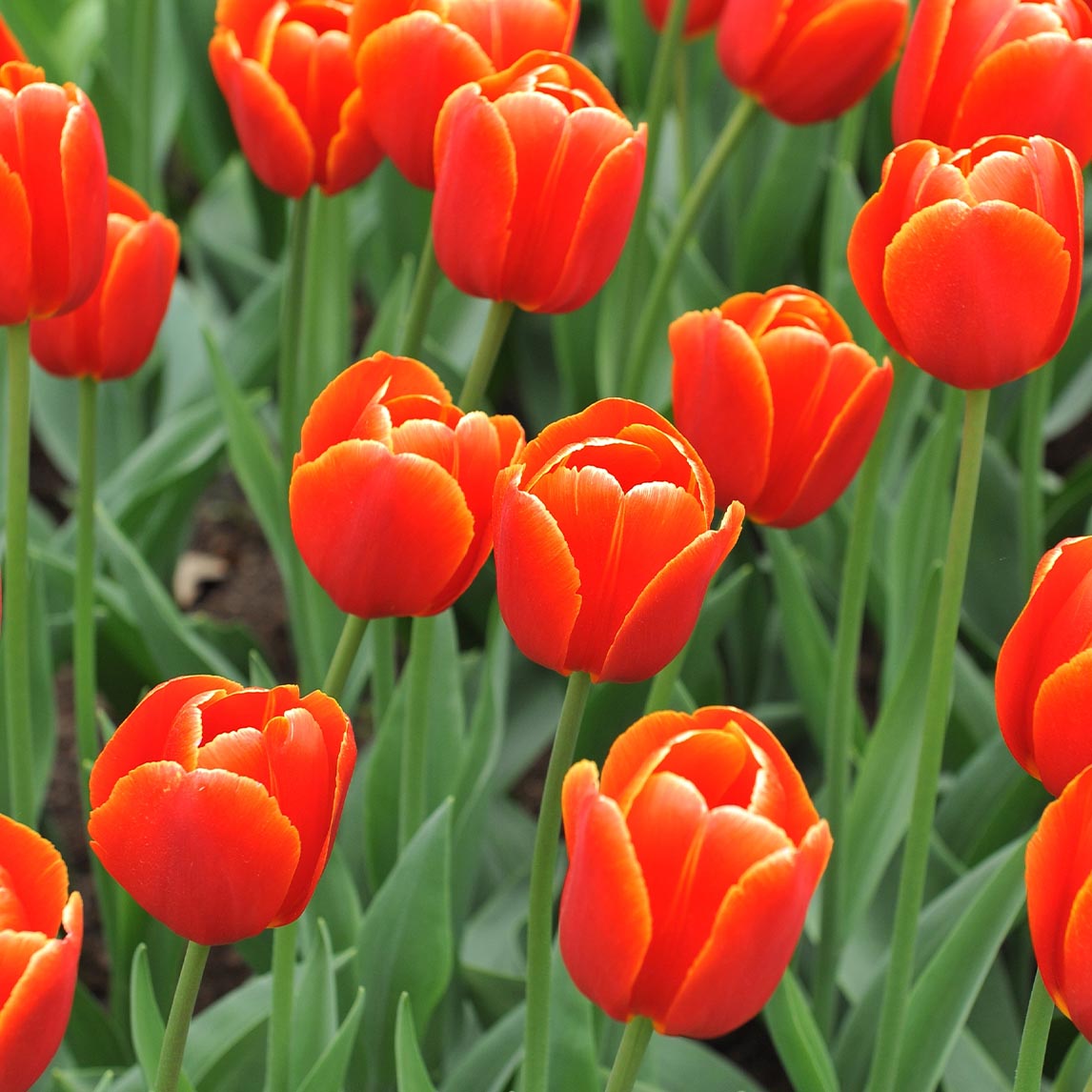 Golden Sunset Triumph Tulip Collection (20 Bulbs)