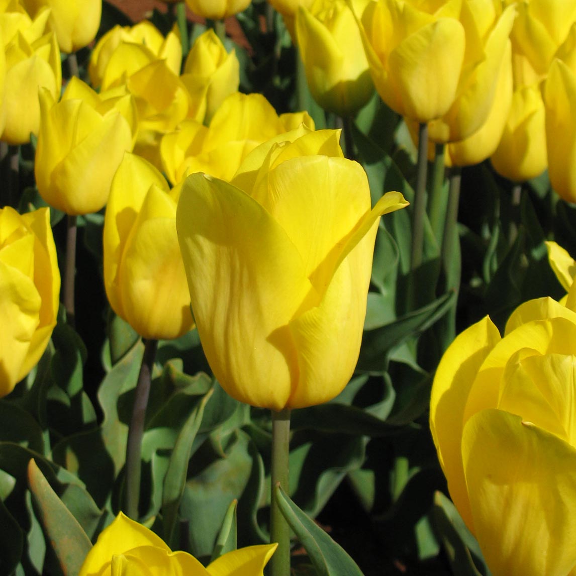 Golden Sunset Triumph Tulip Collection (20 Bulbs)