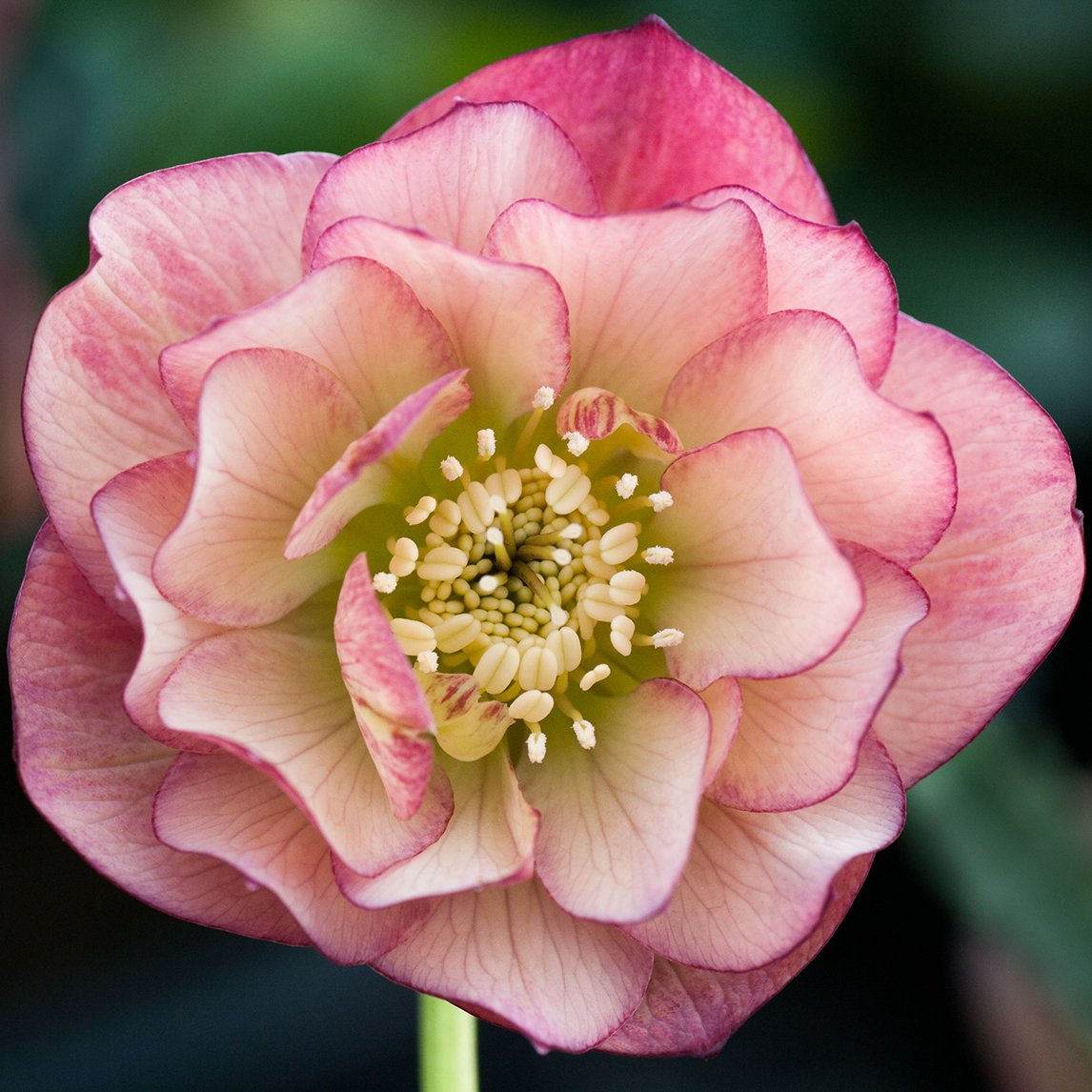 Hellebore 'Double Apricot Peach'