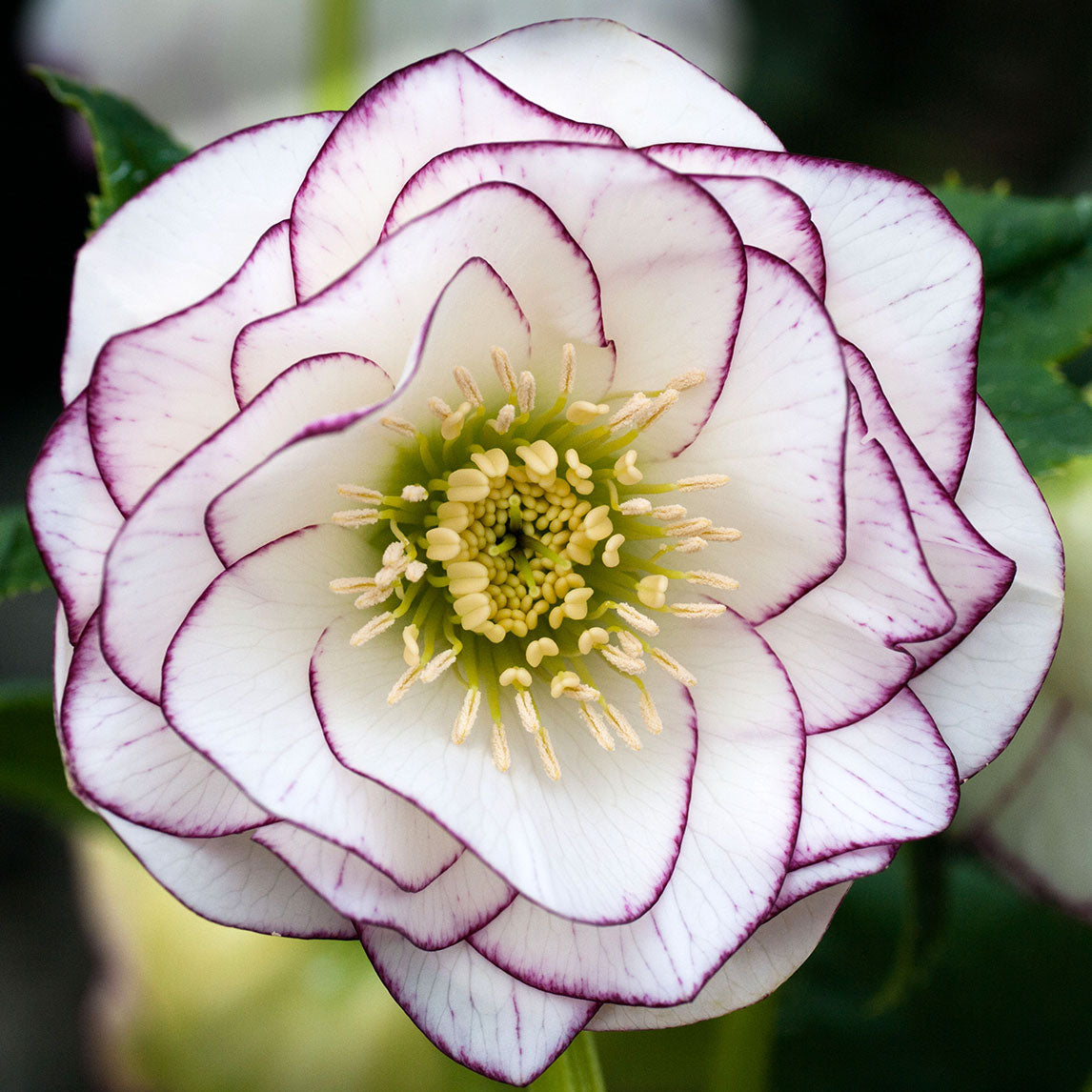 Hellebore 'Double Picotee'