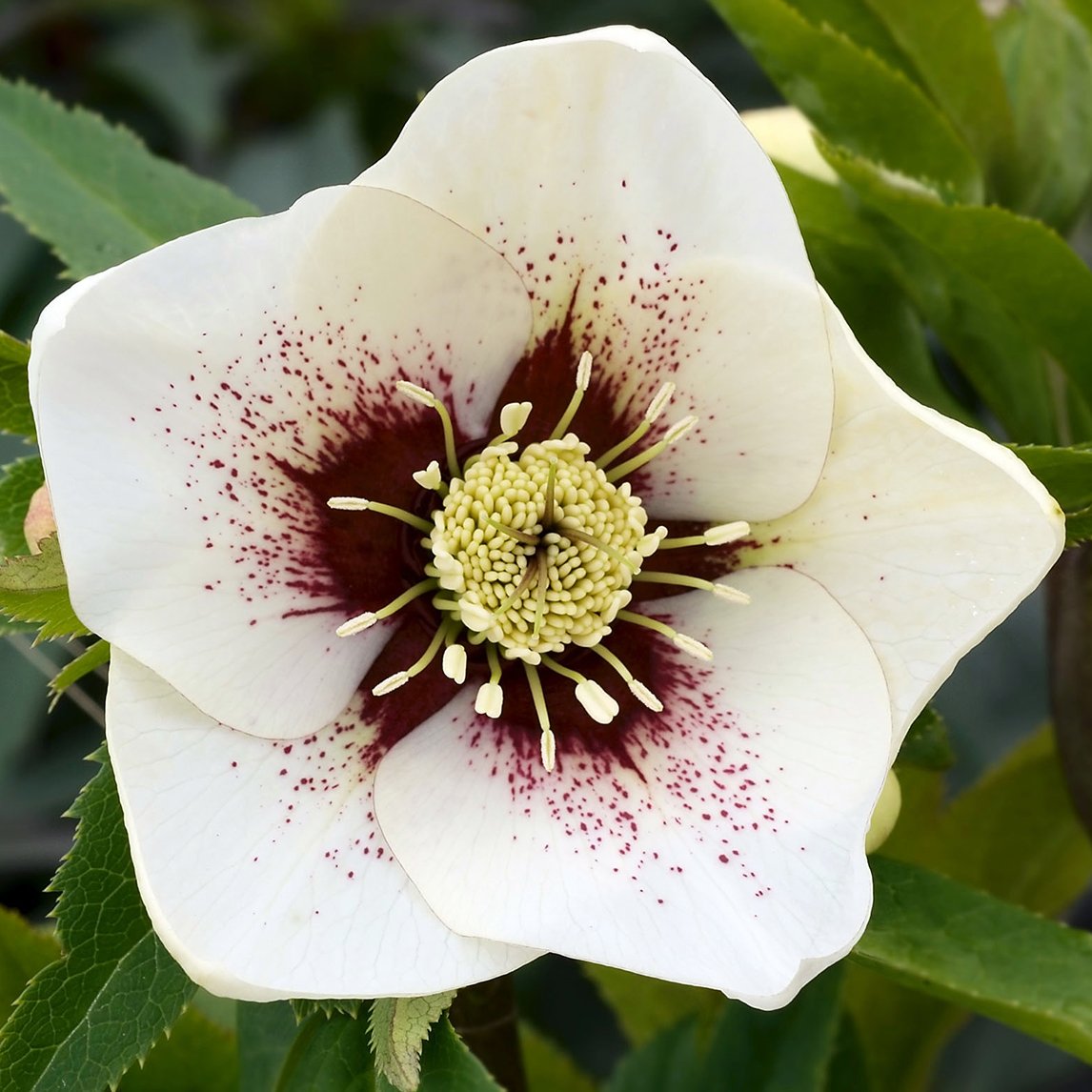 Hellebore ‘Winter Star’