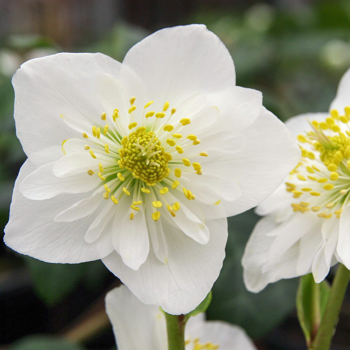 Hellebore 'Snowflake'