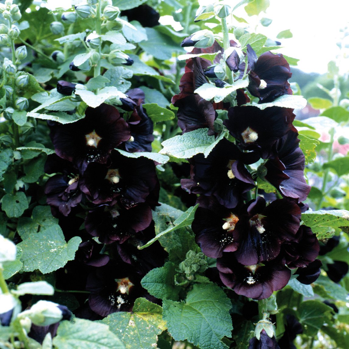 Hollyhock 'Black'