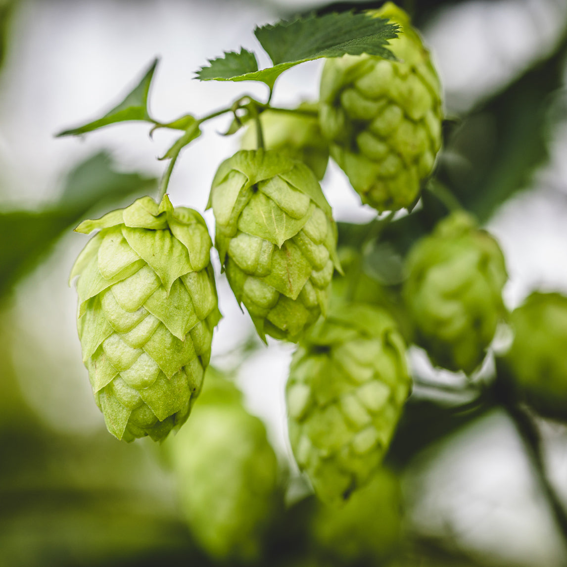 Hops 'American Cascade'
