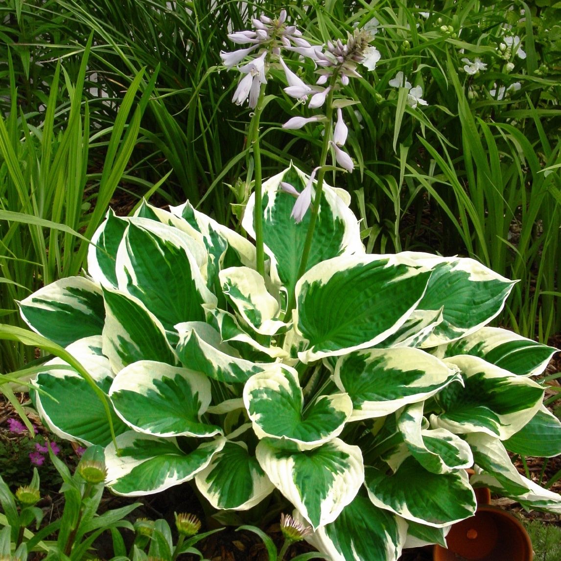 hosta_minuteman_phomm