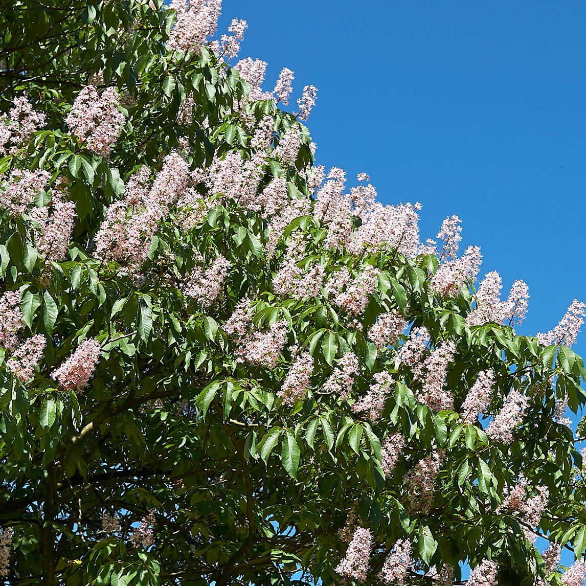 indian_horse_chestnut_winho