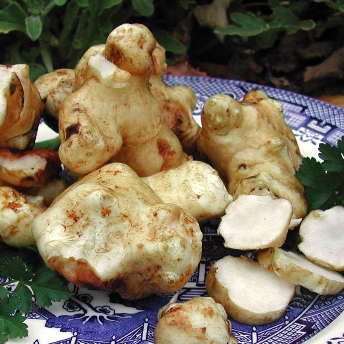 Jerusalem Artichoke