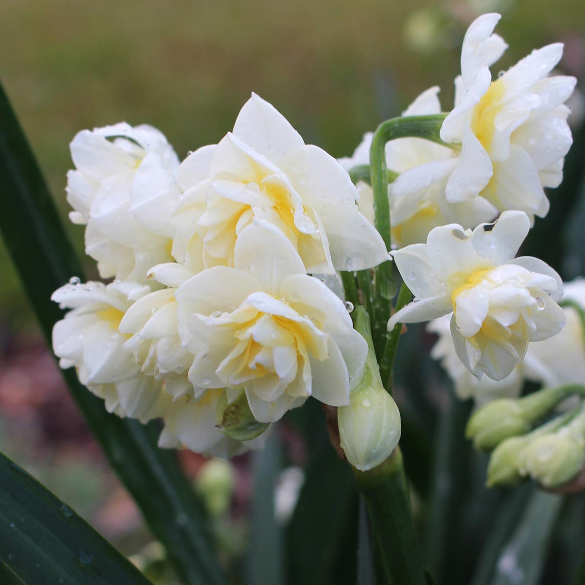 Jonquil 'Erlicheer'