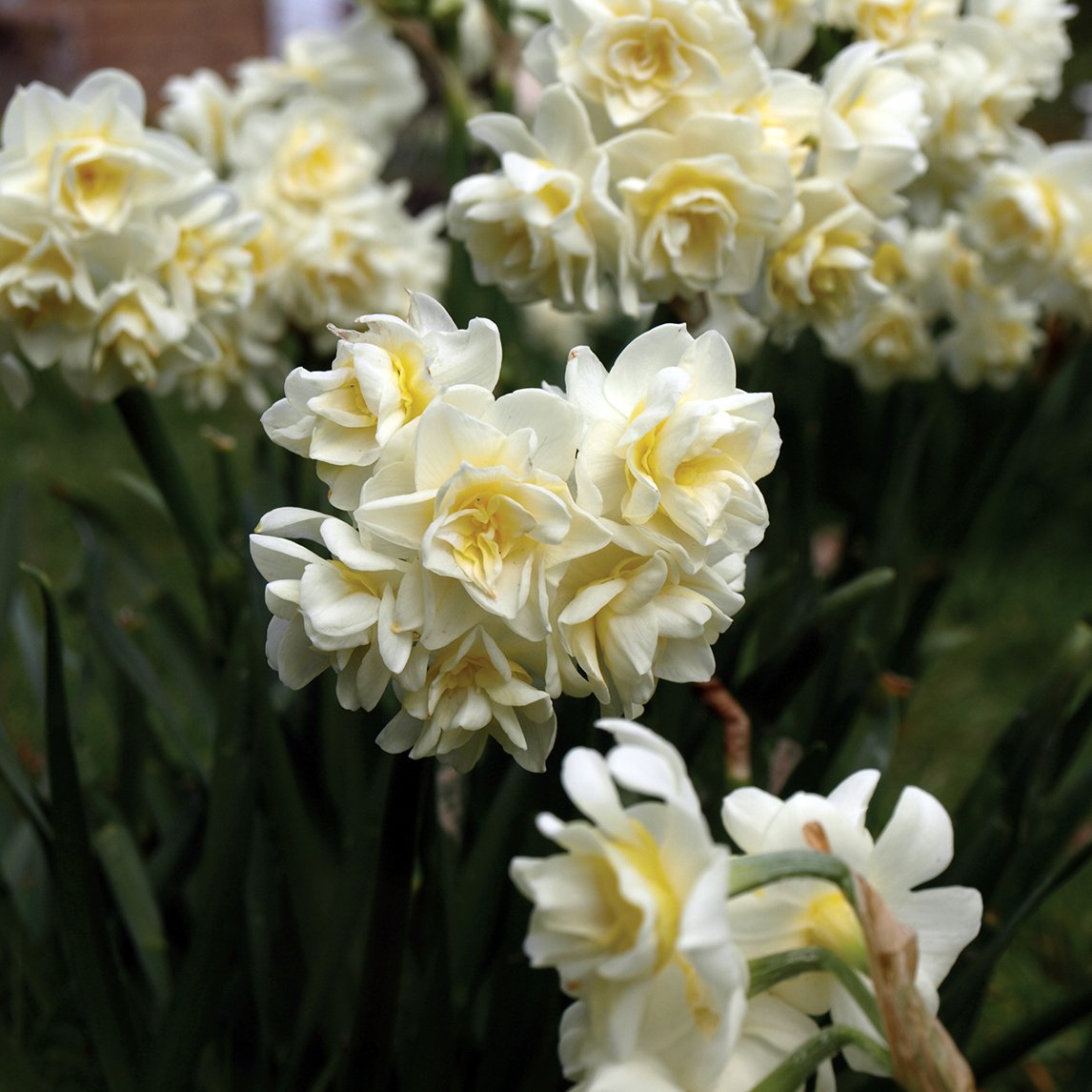 Jonquil 'Erlicheer'