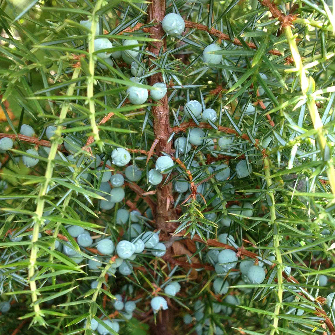 Juniper Berry