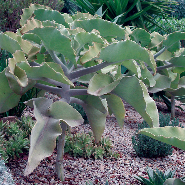 velvet elephant ear succulent Kalanchoe Beharensis
