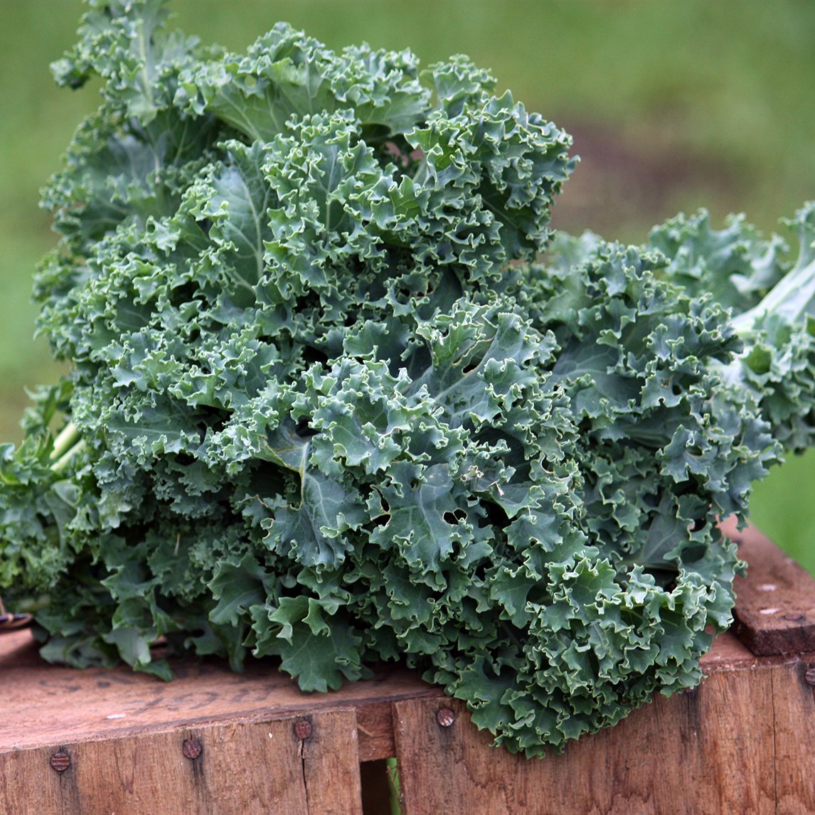 Kale 'Dwarf Blue Scotch'