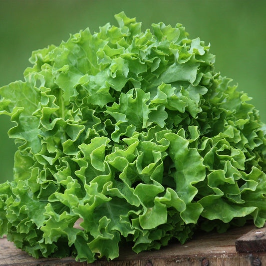 Kale 'Halbhoher Gruner'