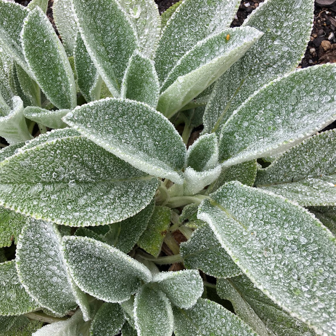 ambs-ears-big-ears-plant