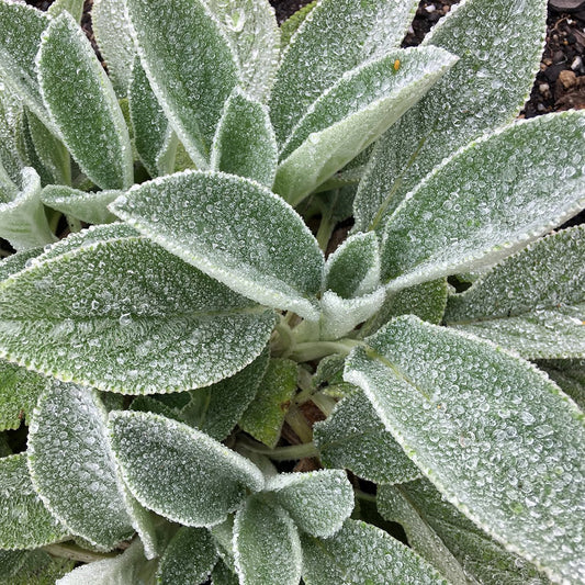 ambs-ears-big-ears-plant