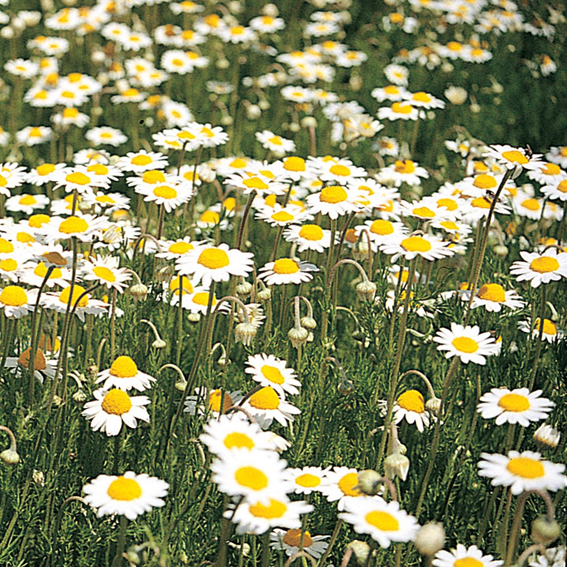 Lawn Chamomile