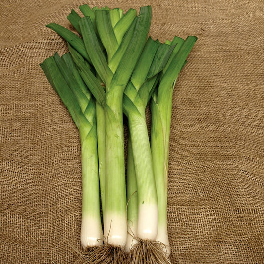 Leek 'King Richard' (Organic)