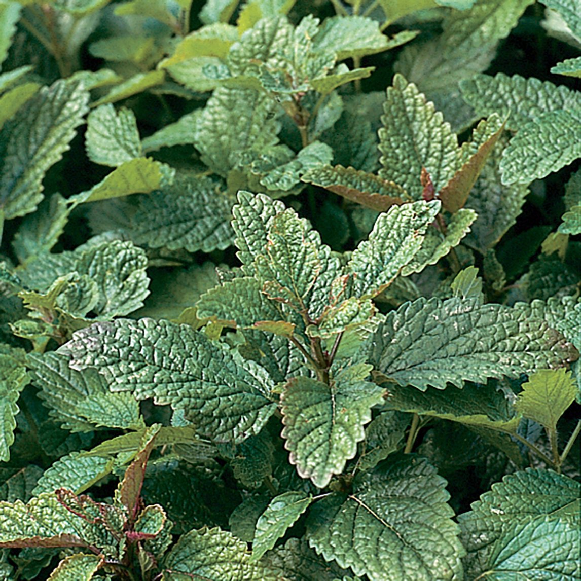 Lemon Balm