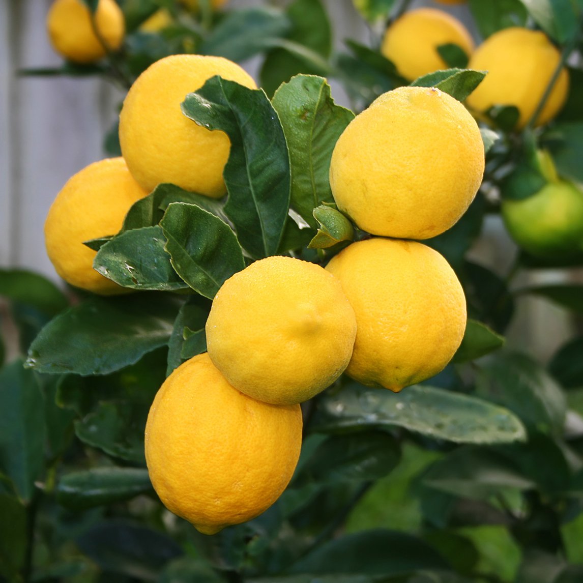 Lemon 'Meyer'