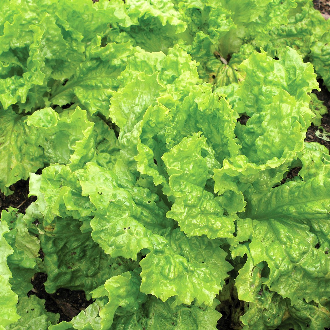 Lettuce 'Australian Yellow Leaf'