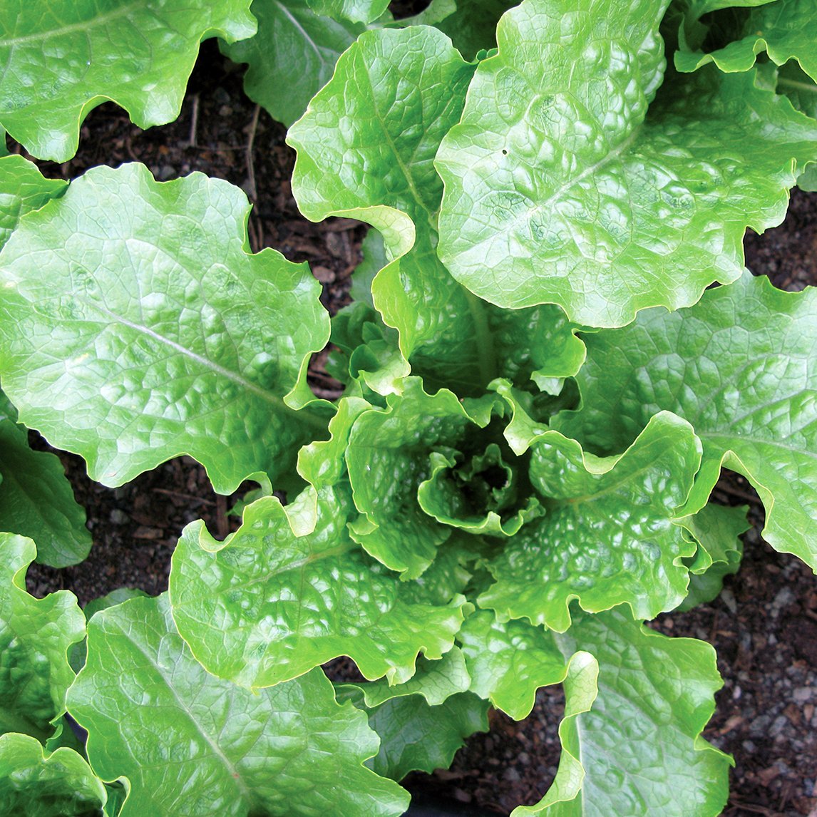 Lettuce 'Crisp Mint'