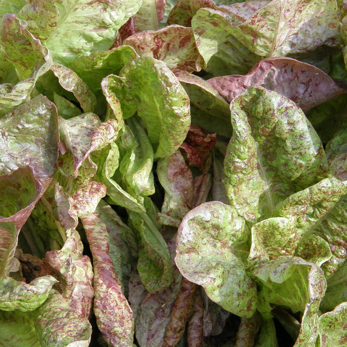 Lettuce 'Freckles Bunte'