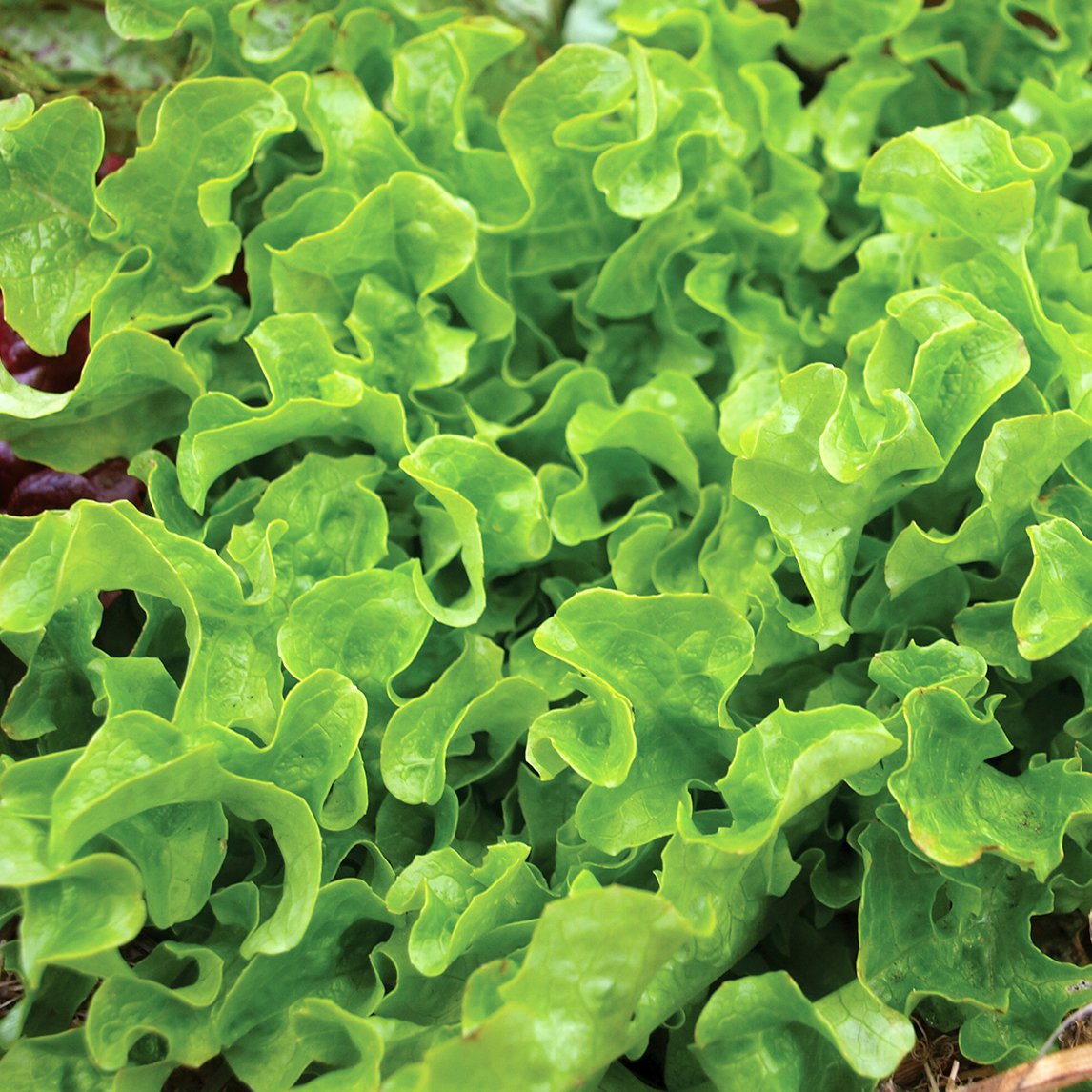 Lettuce 'Goldrush' (Organic)