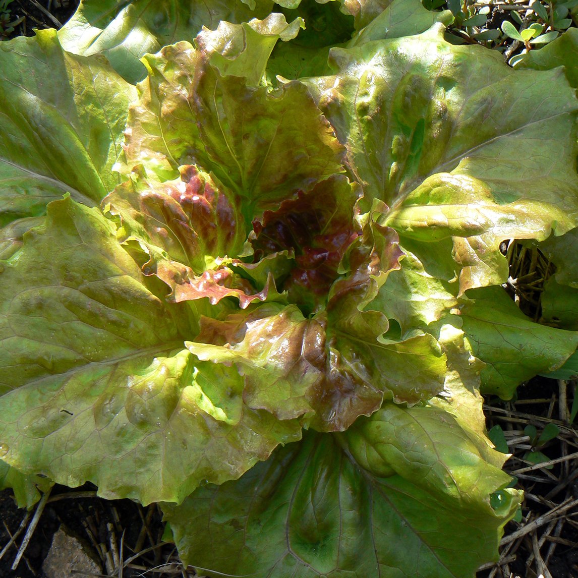 Lettuce 'Grandpa Admire's' (Organic)