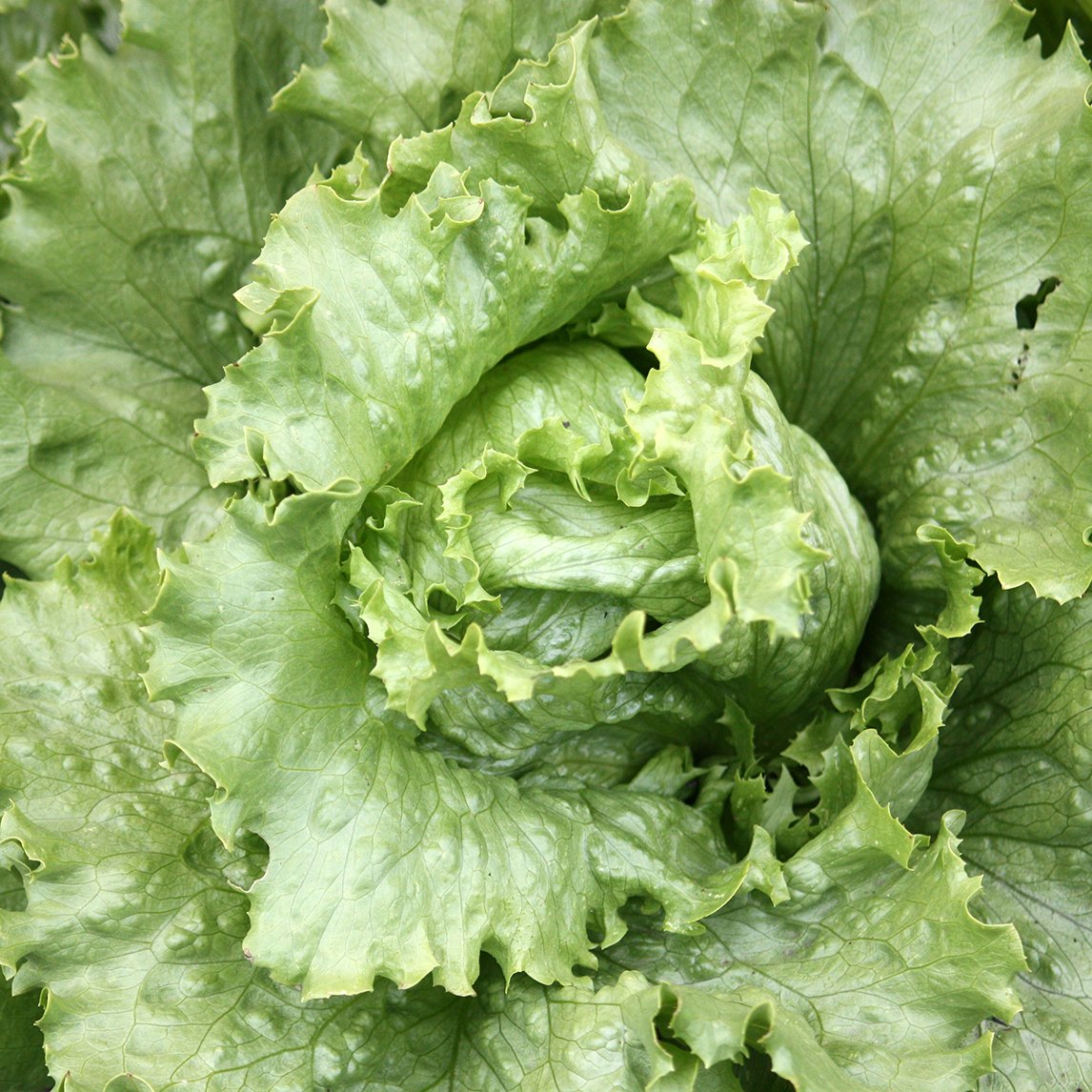 Lettuce 'Great Lakes'