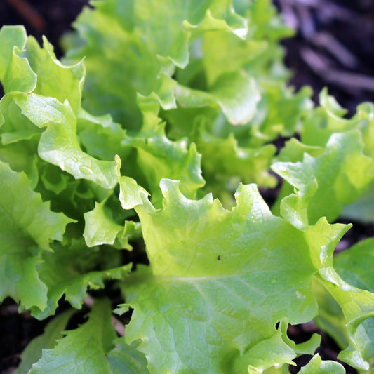 Lettuce 'Tango' (Organic)