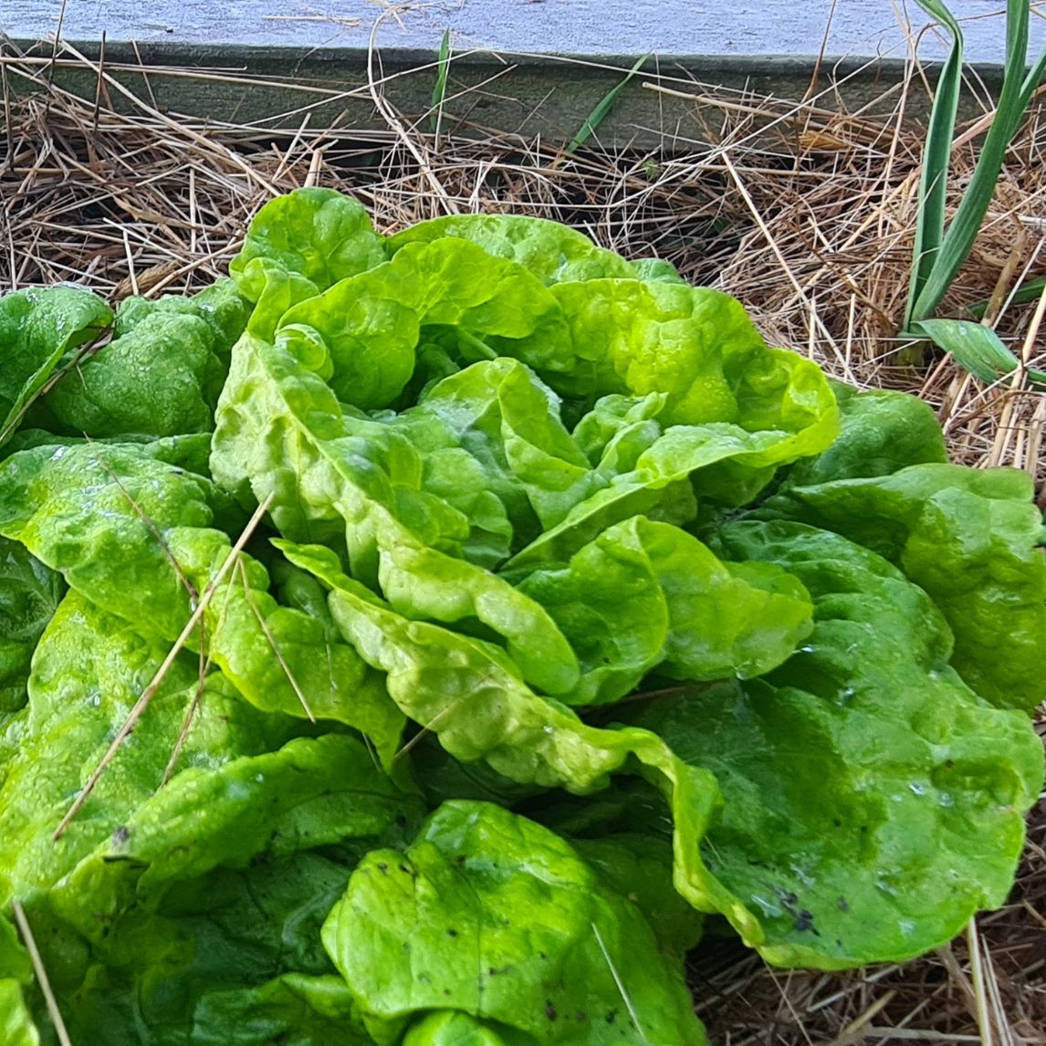 Lettuce 'Tennis Ball' (Organic)