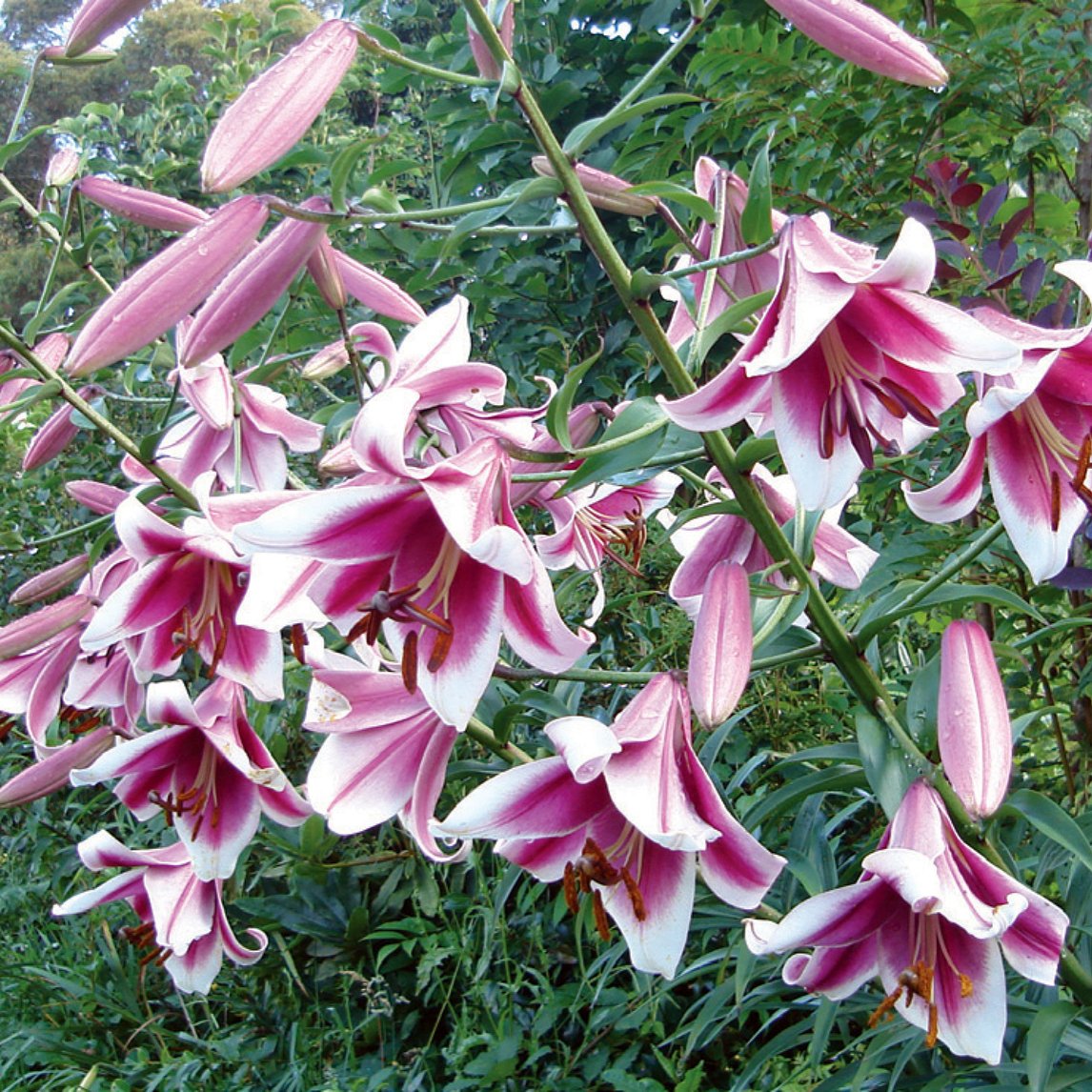 Lilium 'Silk Road (3 Bulbs) - Sold out for the Season