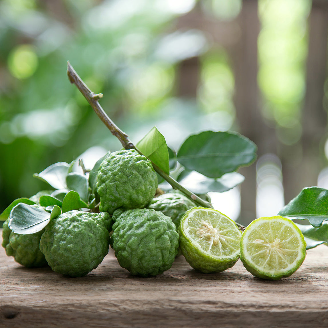 Makrut Lime 'Nathaniel'