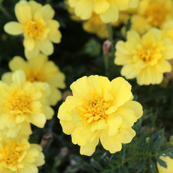 alumia vanilla cream marigold seeds Marigold 'Alumia Vanilla Cream'