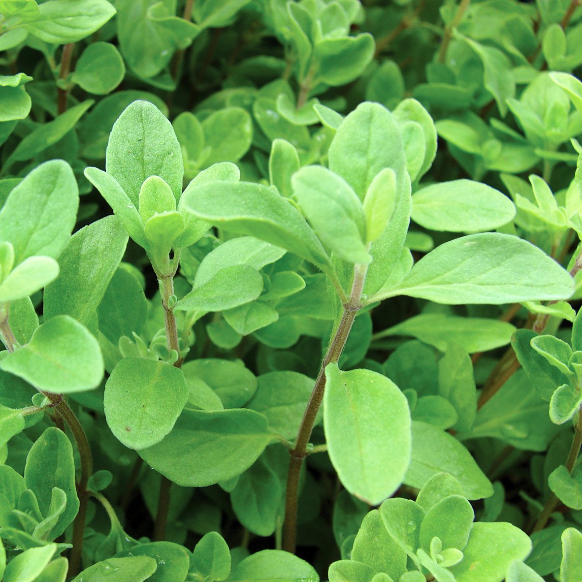 Sweet Marjoram (Organic)