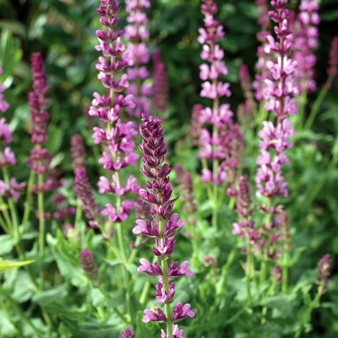 Salvia nemorosa 'Rose Wine'