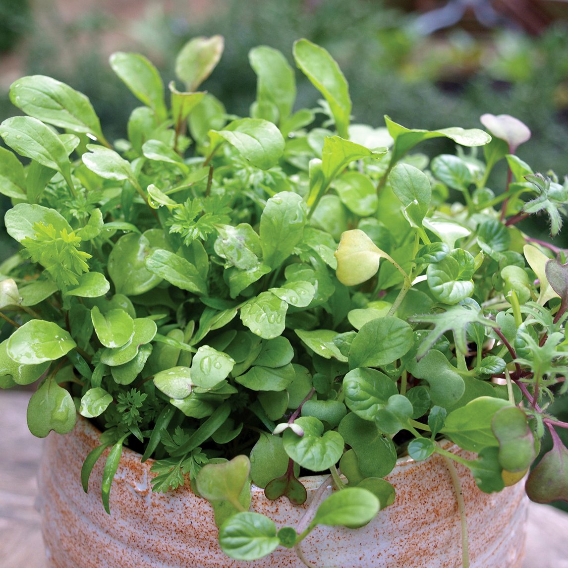 Microgreen Winter Mix