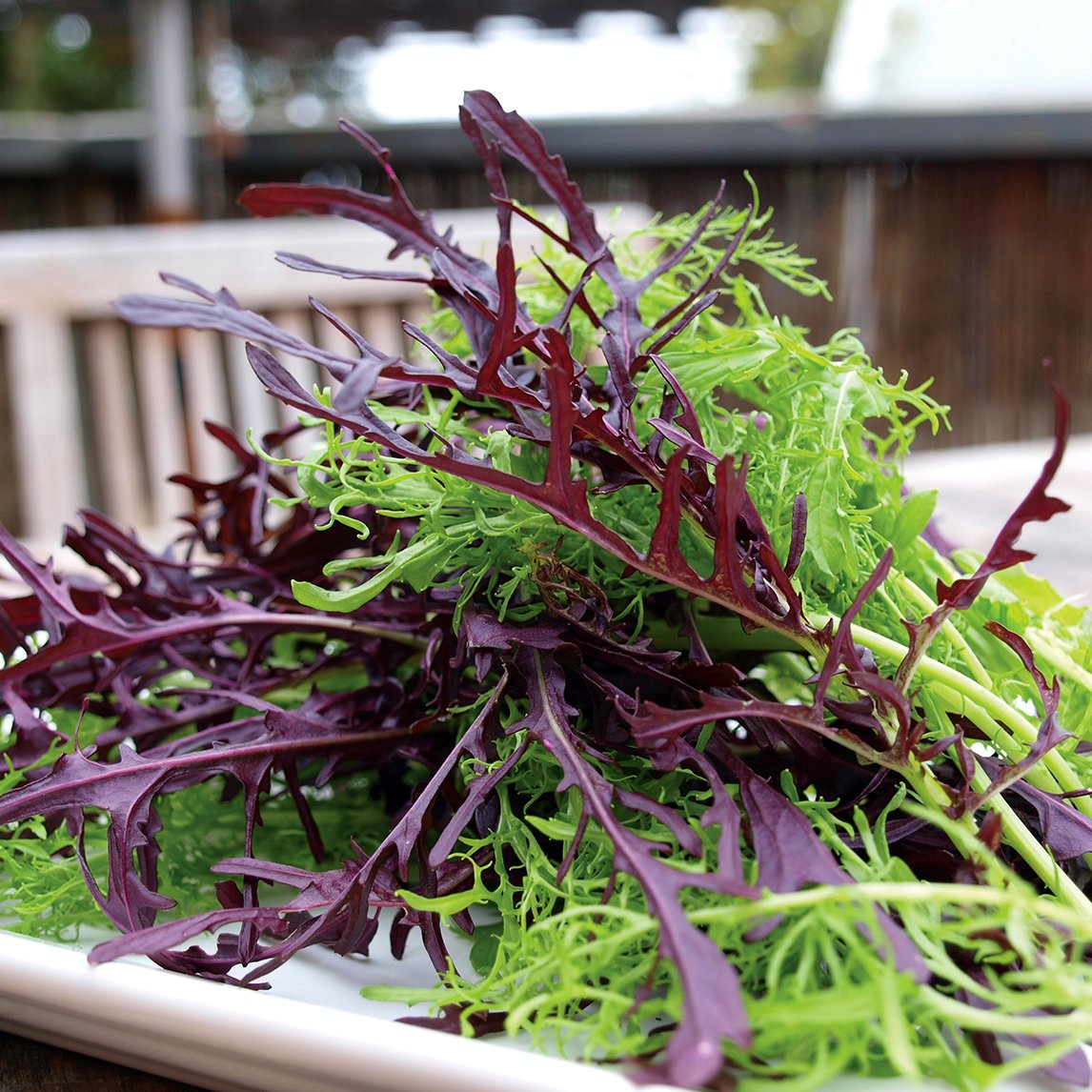 Chef's Winter Seed Collection