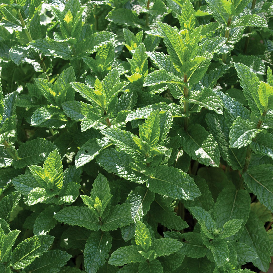 Mint 'Moroccan'