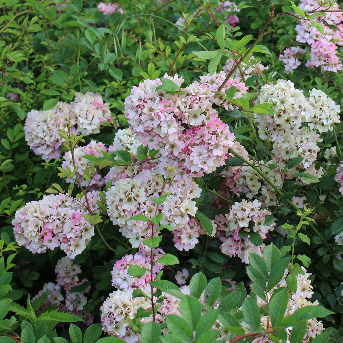 multiflora_pink_rose_rmulp