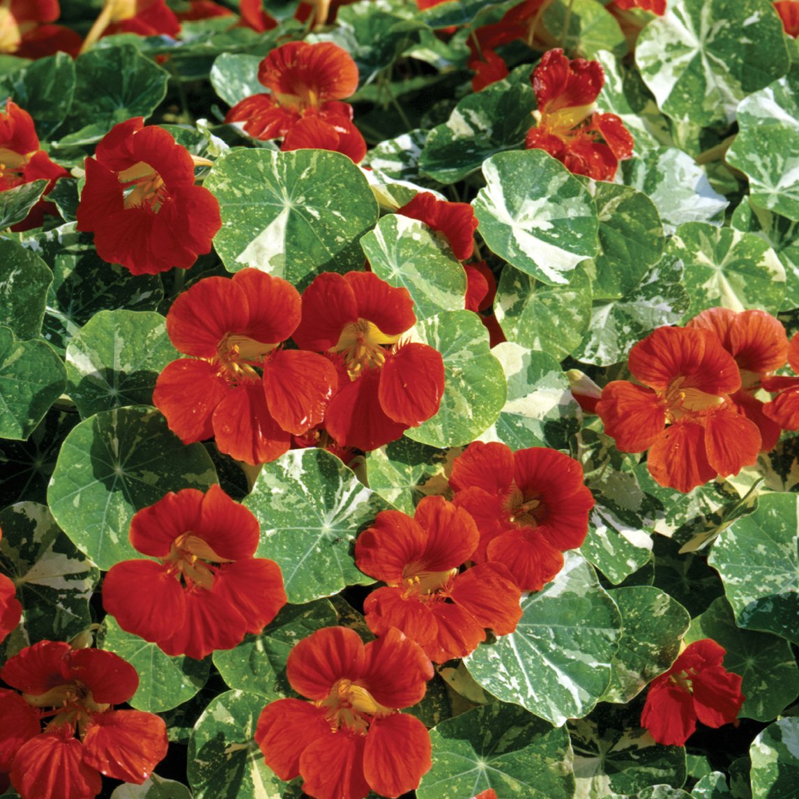 Nasturtium 'Alaska Scarlet'