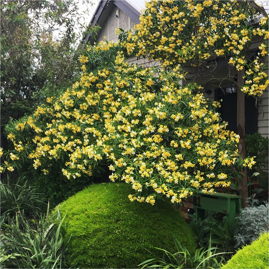 Native Frangipani
