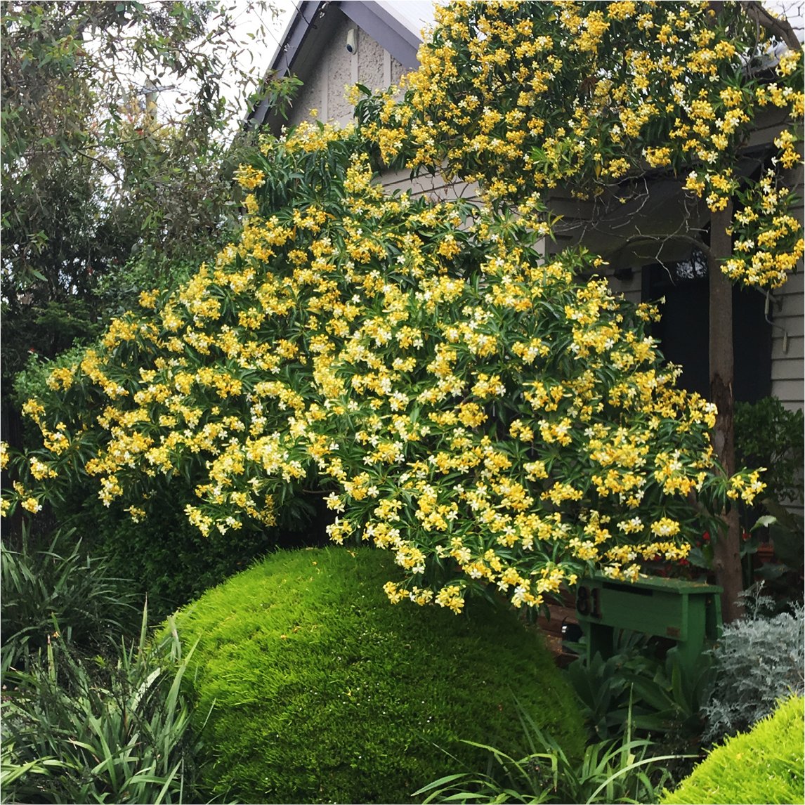 Native Frangipani