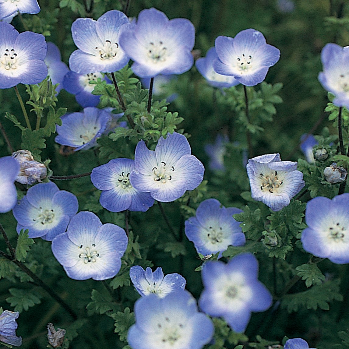 Nemophila 'Baby Blue Eyes'
