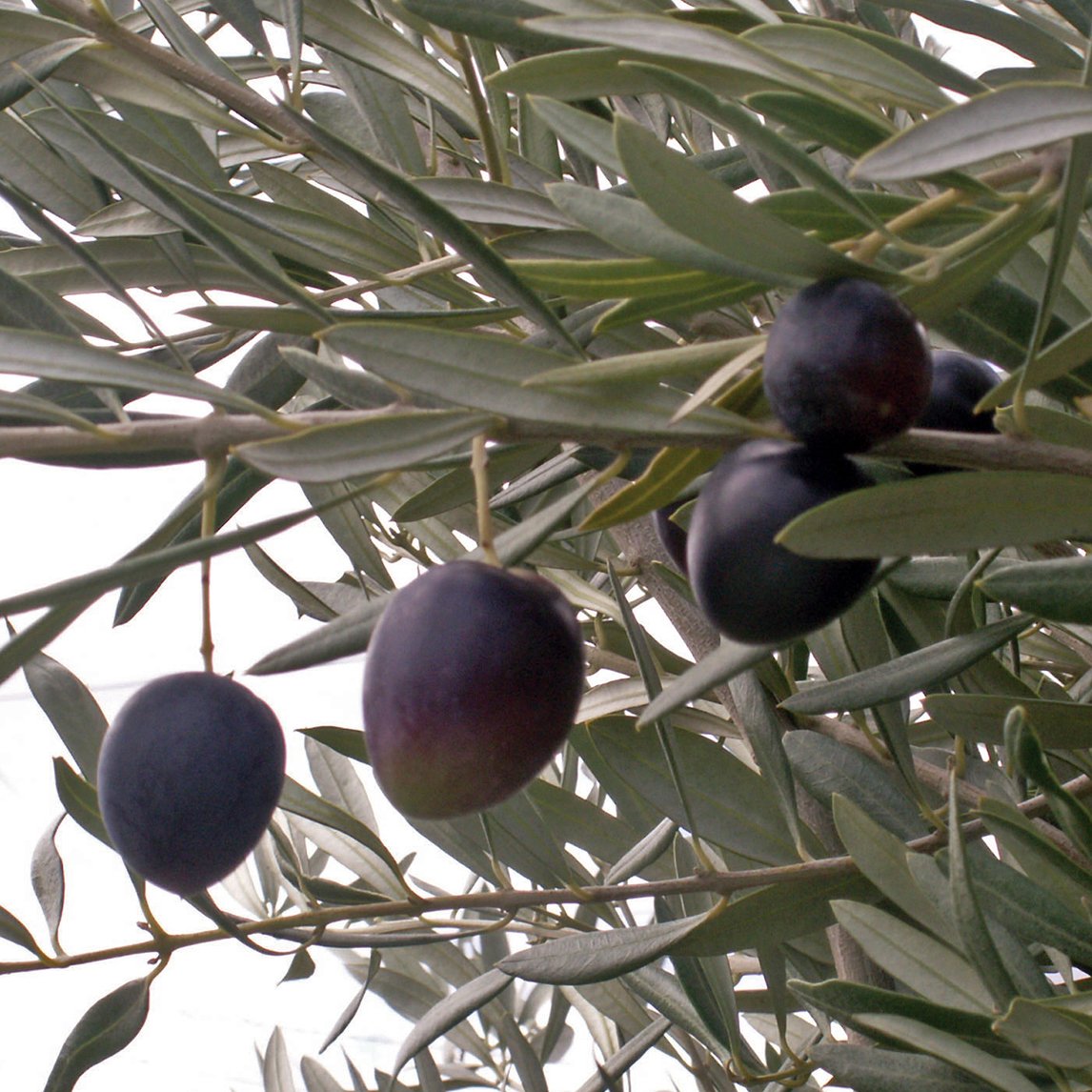 Olive 'Frantoio'